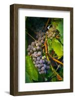 Pinot Gris Grapes, Keizer, Oregon, USA-Rick A Brown-Framed Photographic Print