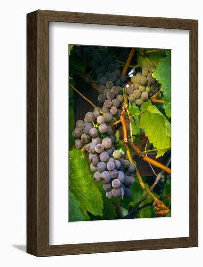 Pinot Gris Grapes, Keizer, Oregon, USA-Rick A Brown-Framed Photographic Print