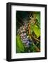 Pinot Gris Grapes, Keizer, Oregon, USA-Rick A Brown-Framed Photographic Print