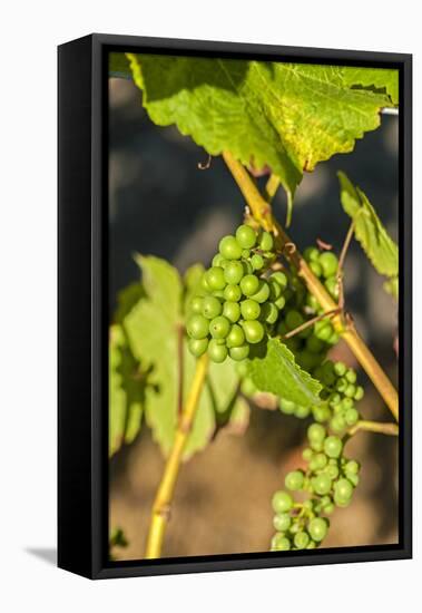 Pinot Gris Grapes Ripen at a Whidbey Island Vineyard, Washington, USA-Richard Duval-Framed Stretched Canvas