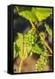 Pinot Gris Grapes Ripen at a Whidbey Island Vineyard, Washington, USA-Richard Duval-Framed Stretched Canvas