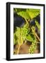 Pinot Gris Grapes Ripen at a Whidbey Island Vineyard, Washington, USA-Richard Duval-Framed Photographic Print