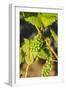 Pinot Gris Grapes Ripen at a Whidbey Island Vineyard, Washington, USA-Richard Duval-Framed Photographic Print