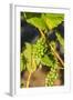 Pinot Gris Grapes Ripen at a Whidbey Island Vineyard, Washington, USA-Richard Duval-Framed Photographic Print