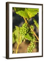 Pinot Gris Grapes Ripen at a Whidbey Island Vineyard, Washington, USA-Richard Duval-Framed Photographic Print