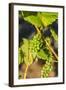 Pinot Gris Grapes Ripen at a Whidbey Island Vineyard, Washington, USA-Richard Duval-Framed Photographic Print