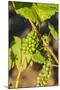 Pinot Gris Grapes Ripen at a Whidbey Island Vineyard, Washington, USA-Richard Duval-Mounted Photographic Print