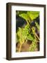 Pinot Gris Grapes Ripen at a Whidbey Island Vineyard, Washington, USA-Richard Duval-Framed Photographic Print