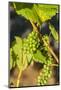 Pinot Gris Grapes Ripen at a Whidbey Island Vineyard, Washington, USA-Richard Duval-Mounted Photographic Print