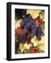 Pinot Noir Grape, Close-Up, Willamette Valley, Oregon, USA-Stuart Westmorland-Framed Photographic Print