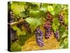 Pinot Noir Grapes in Eastern Yakima Valley, Washington, USA-Richard Duval-Stretched Canvas