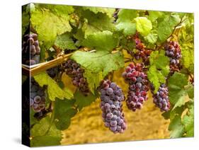 Pinot Noir Grapes in Eastern Yakima Valley, Washington, USA-Richard Duval-Stretched Canvas