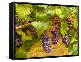 Pinot Noir Grapes in Eastern Yakima Valley, Washington, USA-Richard Duval-Framed Stretched Canvas