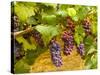 Pinot Noir Grapes in Eastern Yakima Valley, Washington, USA-Richard Duval-Stretched Canvas