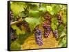 Pinot Noir Grapes in Eastern Yakima Valley, Washington, USA-Richard Duval-Framed Stretched Canvas