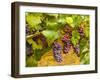 Pinot Noir Grapes in Eastern Yakima Valley, Washington, USA-Richard Duval-Framed Photographic Print