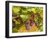 Pinot Noir Grapes in Eastern Yakima Valley, Washington, USA-Richard Duval-Framed Photographic Print