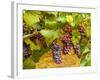 Pinot Noir Grapes in Eastern Yakima Valley, Washington, USA-Richard Duval-Framed Photographic Print