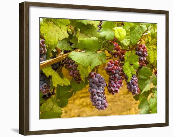 Pinot Noir Grapes in Eastern Yakima Valley, Washington, USA-Richard Duval-Framed Photographic Print