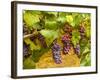 Pinot Noir Grapes in Eastern Yakima Valley, Washington, USA-Richard Duval-Framed Photographic Print