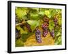 Pinot Noir Grapes in Eastern Yakima Valley, Washington, USA-Richard Duval-Framed Photographic Print