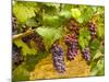 Pinot Noir Grapes in Eastern Yakima Valley, Washington, USA-Richard Duval-Mounted Photographic Print