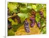 Pinot Noir Grapes in Eastern Yakima Valley, Washington, USA-Richard Duval-Framed Photographic Print