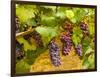 Pinot Noir Grapes in Eastern Yakima Valley, Washington, USA-Richard Duval-Framed Photographic Print