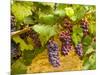 Pinot Noir Grapes in Eastern Yakima Valley, Washington, USA-Richard Duval-Mounted Photographic Print