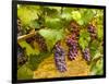 Pinot Noir Grapes in Eastern Yakima Valley, Washington, USA-Richard Duval-Framed Photographic Print