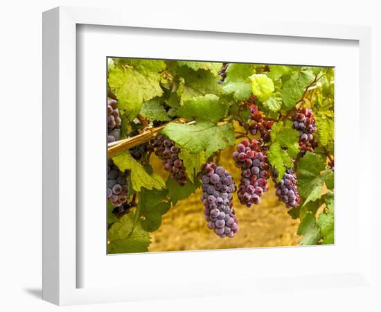 Pinot Noir Grapes in Eastern Yakima Valley, Washington, USA-Richard Duval-Framed Photographic Print