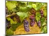 Pinot Noir Grapes in Eastern Yakima Valley, Washington, USA-Richard Duval-Mounted Photographic Print