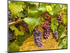 Pinot Noir Grapes in Eastern Yakima Valley, Washington, USA-Richard Duval-Mounted Photographic Print