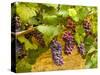 Pinot Noir Grapes in Eastern Yakima Valley, Washington, USA-Richard Duval-Stretched Canvas