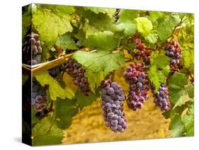 Pinot Noir Grapes in Eastern Yakima Valley, Washington, USA-Richard Duval-Stretched Canvas