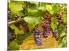 Pinot Noir Grapes in Eastern Yakima Valley, Washington, USA-Richard Duval-Stretched Canvas