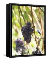 Pinot Noir Grapes on the Vine, New Zealand-Myles New-Framed Stretched Canvas