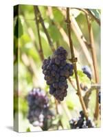 Pinot Noir Grapes on the Vine, New Zealand-Myles New-Stretched Canvas