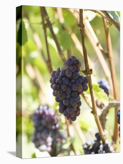 Pinot Noir Grapes on the Vine, New Zealand-Myles New-Stretched Canvas
