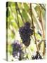 Pinot Noir Grapes on the Vine, New Zealand-Myles New-Stretched Canvas