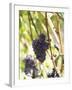 Pinot Noir Grapes on the Vine, New Zealand-Myles New-Framed Photographic Print