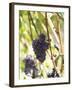 Pinot Noir Grapes on the Vine, New Zealand-Myles New-Framed Photographic Print