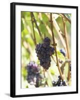 Pinot Noir Grapes on the Vine, New Zealand-Myles New-Framed Photographic Print