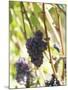 Pinot Noir Grapes on the Vine, New Zealand-Myles New-Mounted Photographic Print