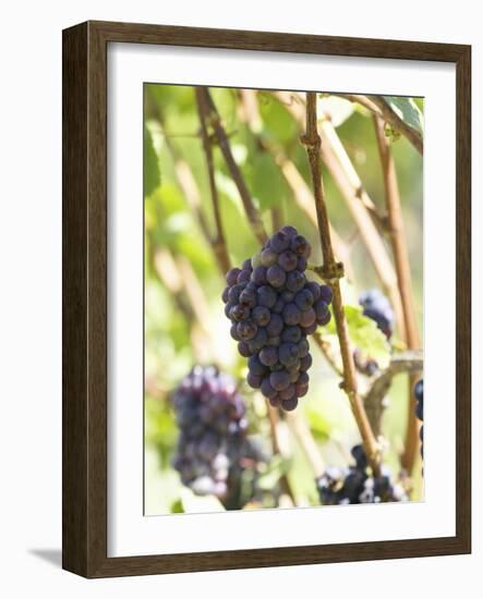 Pinot Noir Grapes on the Vine, New Zealand-Myles New-Framed Photographic Print