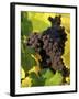 Pinot Noir Grapes Ready to be Harvested in the Fall, Sherwood, Oregon, USA-Janis Miglavs-Framed Premium Photographic Print
