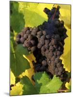 Pinot Noir Grapes Ready to be Harvested in the Fall, Sherwood, Oregon, USA-Janis Miglavs-Mounted Premium Photographic Print