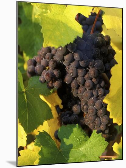 Pinot Noir Grapes Ready to be Harvested in the Fall, Sherwood, Oregon, USA-Janis Miglavs-Mounted Premium Photographic Print