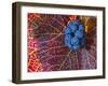 Pinot Noir Leaves in Knudsen Vineyards, Willamette Valley, Oregon, USA-Janis Miglavs-Framed Photographic Print