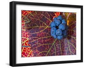 Pinot Noir Leaves in Knudsen Vineyards, Willamette Valley, Oregon, USA-Janis Miglavs-Framed Photographic Print